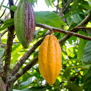 Mindo cacao farm
