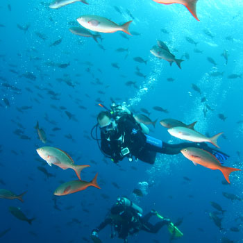 Galapagos Diving