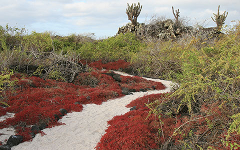 Galapagos Dry Season